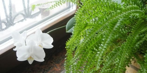 Koje vampirske biljke ne treba držati kod kuće